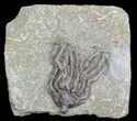 Dizygocrinus Crown Crinoid Fossil - Warsaw Formation, Illinois #45569-1